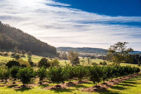 Fruit Salad Tree Company - Northern Rivers Accommodation 7