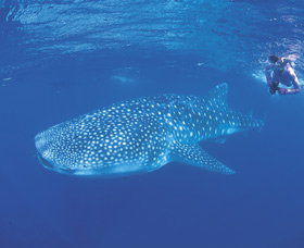 Ningaloo Reef - Northern Rivers Accommodation 0