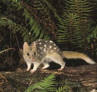 Tarkine Forest Reserve - Northern Rivers Accommodation