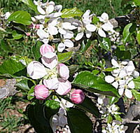 Avro Park Orchards - Northern Rivers Accommodation