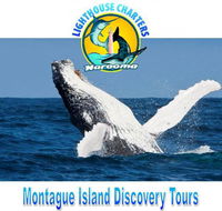Lighthouse Charters Narooma - Northern Rivers Accommodation