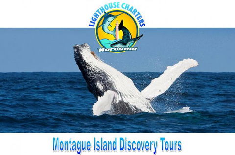 Lighthouse Charters Narooma - Northern Rivers Accommodation 0