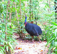 Daintree Safaris - Northern Rivers Accommodation