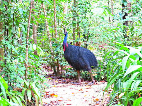 Daintree Safaris - Northern Rivers Accommodation 0