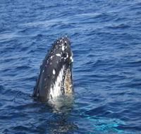 Jervis Bay Whales - Northern Rivers Accommodation