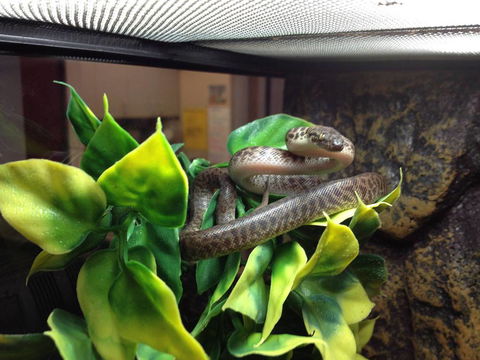 Pets Wonderland - Northern Rivers Accommodation 3