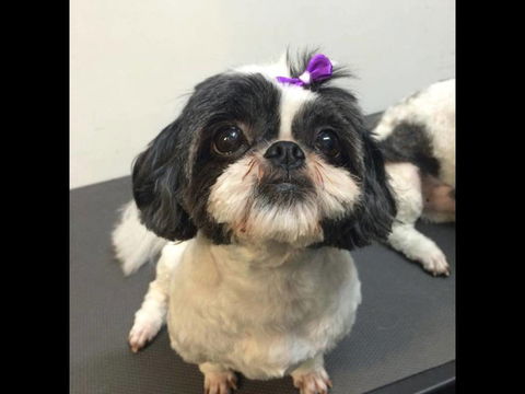 Pets Wonderland - Northern Rivers Accommodation 4