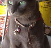 Pets and Saddles - Northern Rivers Accommodation