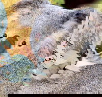 Perth Zoo General Entry Ticket and Sightseeing Cruise - Northern Rivers Accommodation