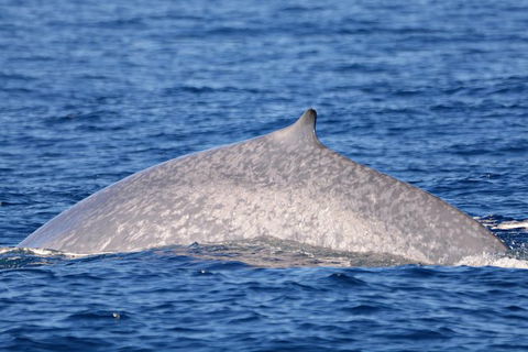 Blue Whale Perth Canyon Expedition - Northern Rivers Accommodation 1