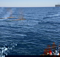 Blue Whale Perth Canyon Expedition - Northern Rivers Accommodation