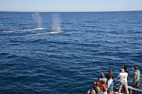 Blue Whale Perth Canyon Expedition - Northern Rivers Accommodation 0