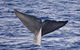 Blue Whale Perth Canyon Expedition - thumb 11