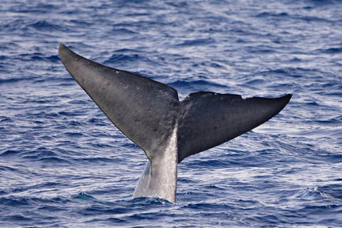 Blue Whale Perth Canyon Expedition - Northern Rivers Accommodation 11