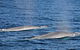 Blue Whale Perth Canyon Expedition - thumb 8