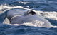 Blue Whale Perth Canyon Expedition - thumb 3