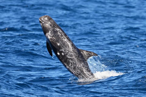 Blue Whale Perth Canyon Expedition - Northern Rivers Accommodation 10