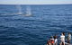Blue Whale Perth Canyon Expedition - thumb 2