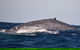 Blue Whale Perth Canyon Expedition - thumb 9