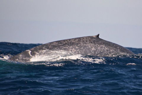 Blue Whale Perth Canyon Expedition - Northern Rivers Accommodation 9
