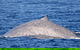 Blue Whale Perth Canyon Expedition - thumb 12