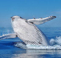 Whale Watching Dunsborough - Northern Rivers Accommodation
