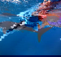 Swim with Whale Sharks- the largest fish in the world