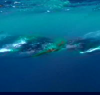 Humpback Whale Swim Tour