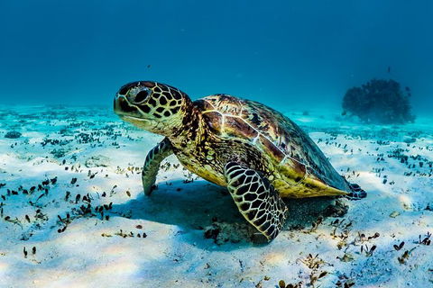 Turtle And Reef Adventure - Northern Rivers Accommodation 0