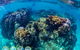 Turtle And Reef Adventure - thumb 1