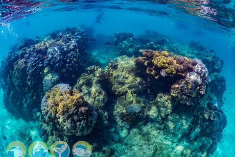 Turtle And Reef Adventure - Northern Rivers Accommodation 1