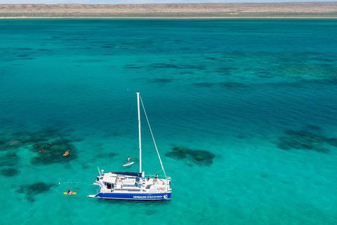 Whale Shark Swim By Catamaran In Shoulder Season - Northern Rivers Accommodation 0