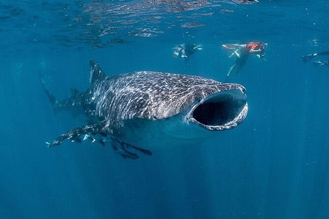 Whale Shark Swim By Catamaran In Shoulder Season - Northern Rivers Accommodation 7