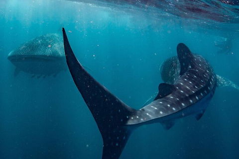 Whale Shark Swim By Catamaran In Shoulder Season - Northern Rivers Accommodation 5