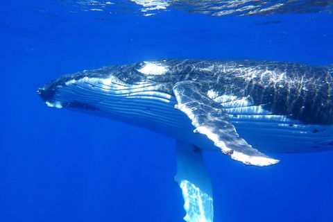 Whale Shark Swim By Catamaran In Shoulder Season - Northern Rivers Accommodation 3