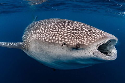 Whale Shark Swim By Catamaran In Shoulder Season - Northern Rivers Accommodation 4