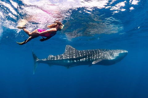 Whale Shark Swim By Catamaran In Shoulder Season - Northern Rivers Accommodation 6