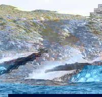 Jet Boat Whale Watching Safari from Dunsborough - Northern Rivers Accommodation