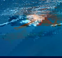 Swim with Whale Sharks - Ningaloo Reef - 3 Islands Whale Shark Dive