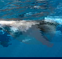 Swim with Humpback Whales - Ningaloo Reef - 3 Islands Whale Shark Dive
