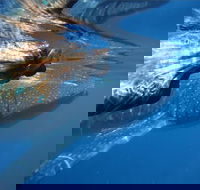 Ningaloo Whale Shark Swim on a Powerboat