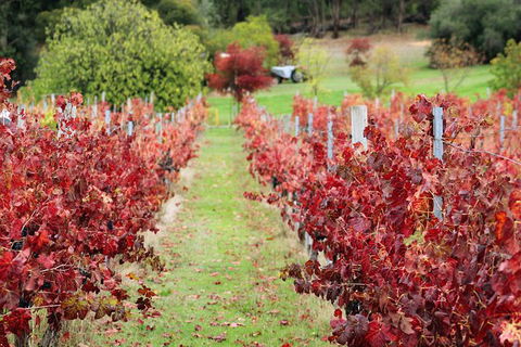 Cider, Wine & Cheese In The Perth Hills - Half-Day Premium Small Group Tour - Northern Rivers Accommodation 6