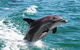 Full-Day Mandurah Dolphins, Chocolate & Fremantle Tour - thumb 0