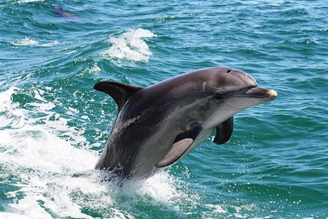Full-Day Mandurah Dolphins, Chocolate & Fremantle Tour - Northern Rivers Accommodation 0