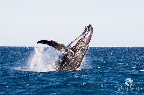 Turtle Tours On The Ningaloo Reef, Exmouth. 1/2 Day Cruise. - Northern Rivers Accommodation 0