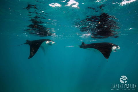 Turtle Tours On The Ningaloo Reef, Exmouth. 1/2 Day Cruise. - Northern Rivers Accommodation 1
