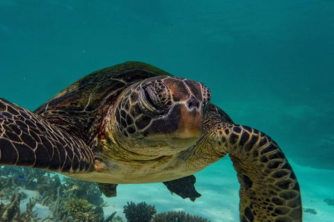 Turtle Tours On The Ningaloo Reef, Exmouth. 1/2 Day Cruise. - Northern Rivers Accommodation 2