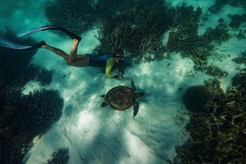 Turtle Tours On The Ningaloo Reef, Exmouth. 1/2 Day Cruise. - Northern Rivers Accommodation 3