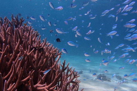 Turtle Tours On The Ningaloo Reef, Exmouth. 1/2 Day Cruise. - Northern Rivers Accommodation 4