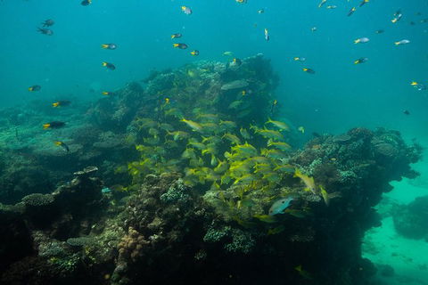 Turtle Tours On The Ningaloo Reef, Exmouth. 1/2 Day Cruise. - Northern Rivers Accommodation 6